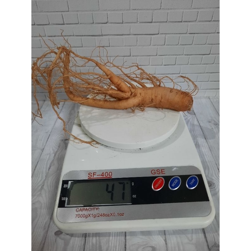 

gingseng merah