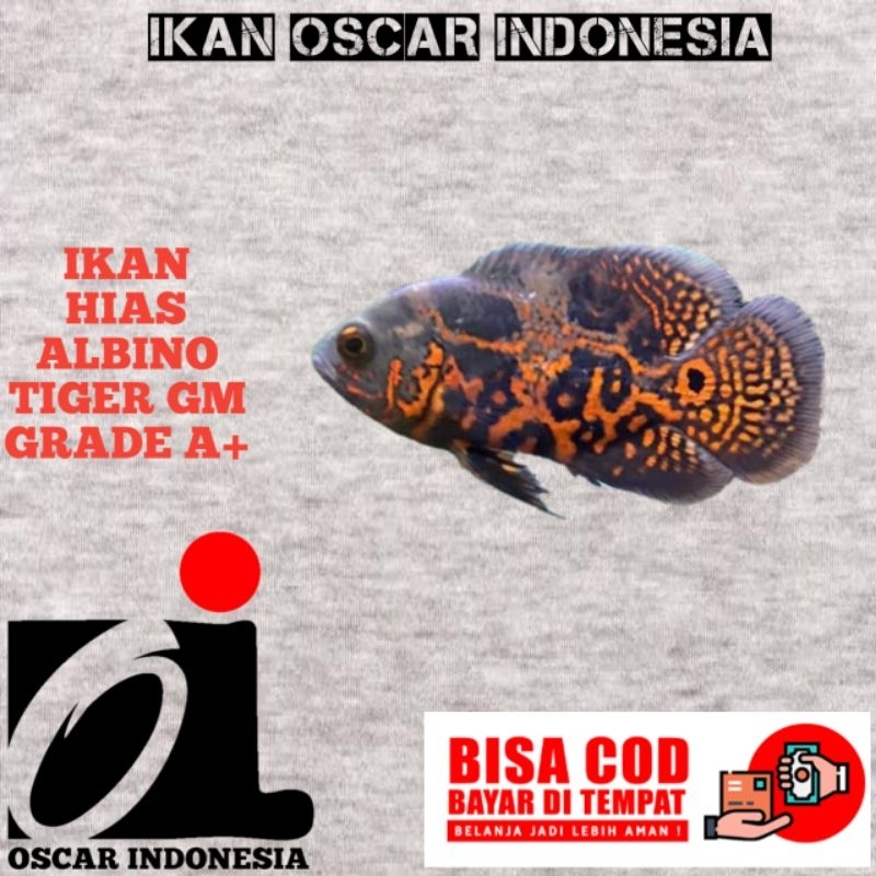 Oscar Tiger batik GM GRADE A+ & albino Tiger GM grade A+7-8cm