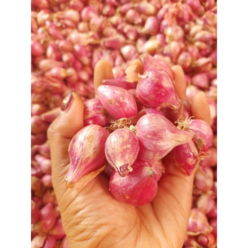 

Bawang Merah/brambang bagus super berat 1 kg