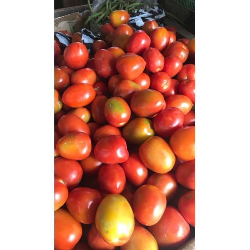 

TOMAT FRESH 500GRAM TERMURAH
