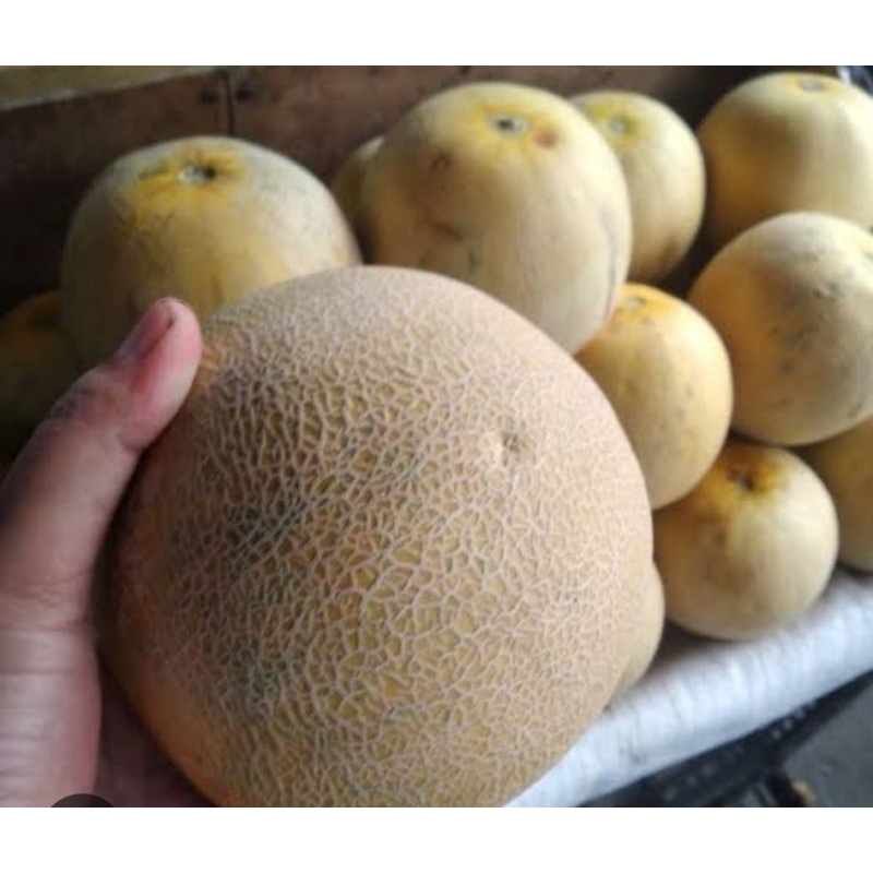 

Melon Madu Mini (1 Buah)