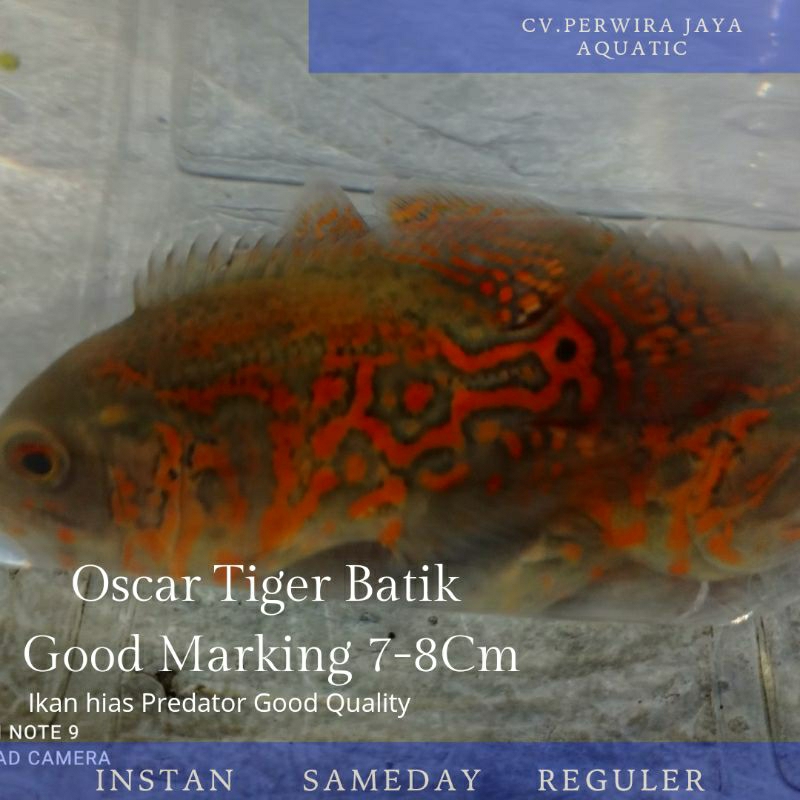 Oscar Tiger Batik Good Marking Hiasan Aquarium