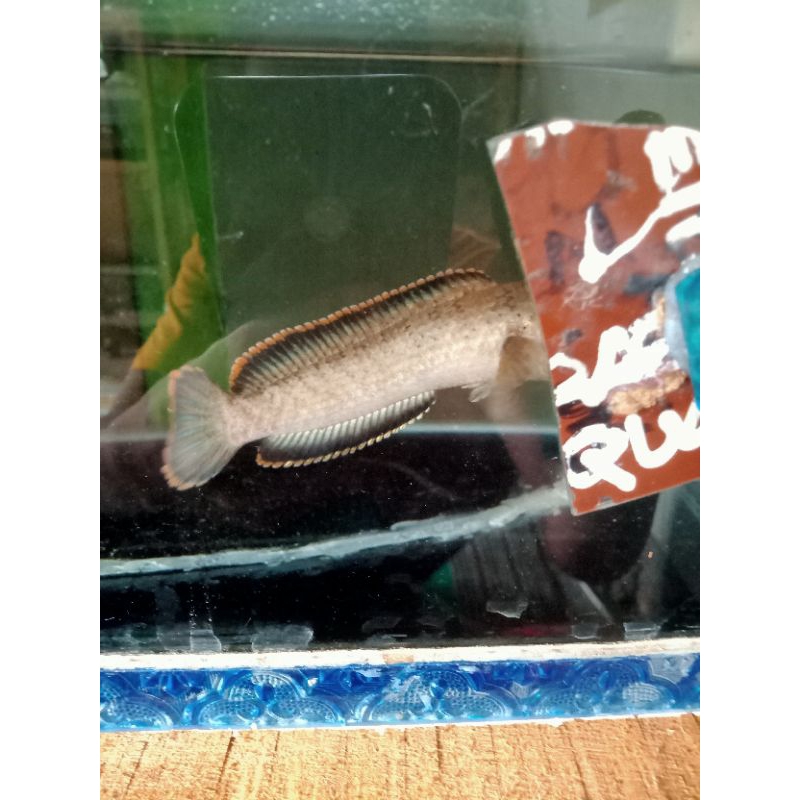 Channa limbata WC bahan sz 9_12cm