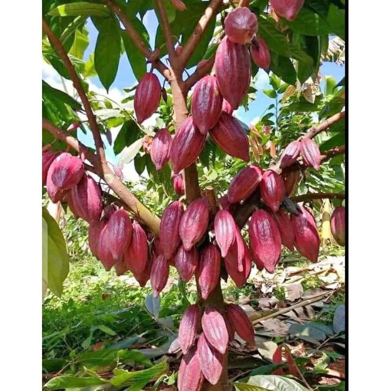 Bibit kakao/kopi coklat MCC02