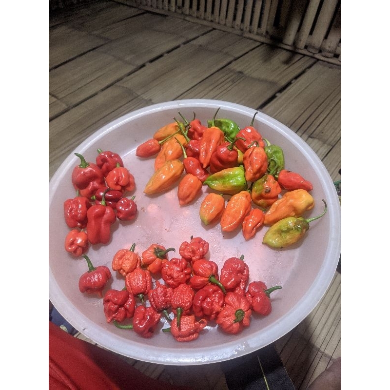 

Cabai Carolina Reaper, Katokkon Toraja, Dorset Naga