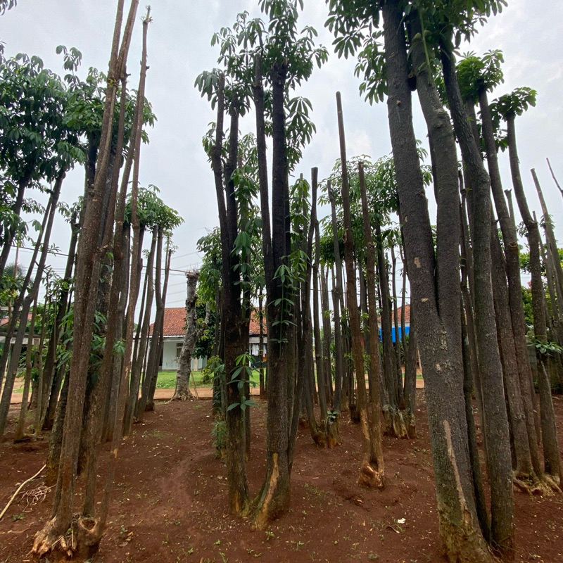 pohon pule - Tanaman Hias pule besar