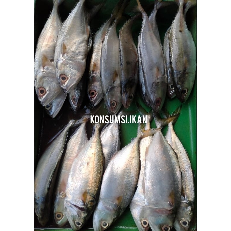 

Ikan Kembung Kecil