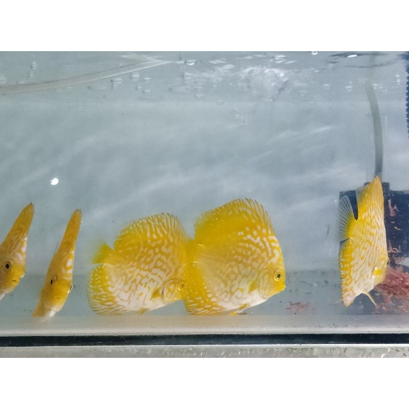 DISCUS pigeon chekerbord YELLOW