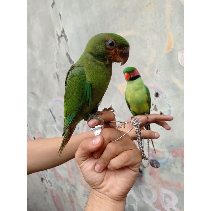 Burung betet / parkit sumatra / lovebird big