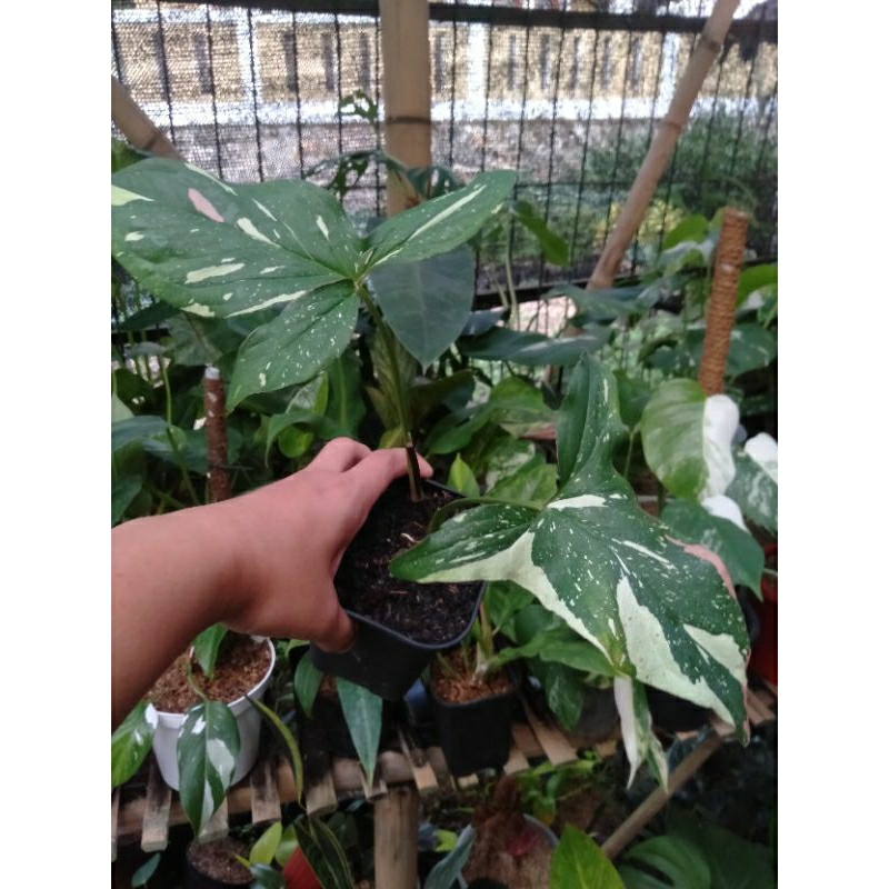 TANAMAN HIAS SINGONIUM REDSPOT TRICOLOR