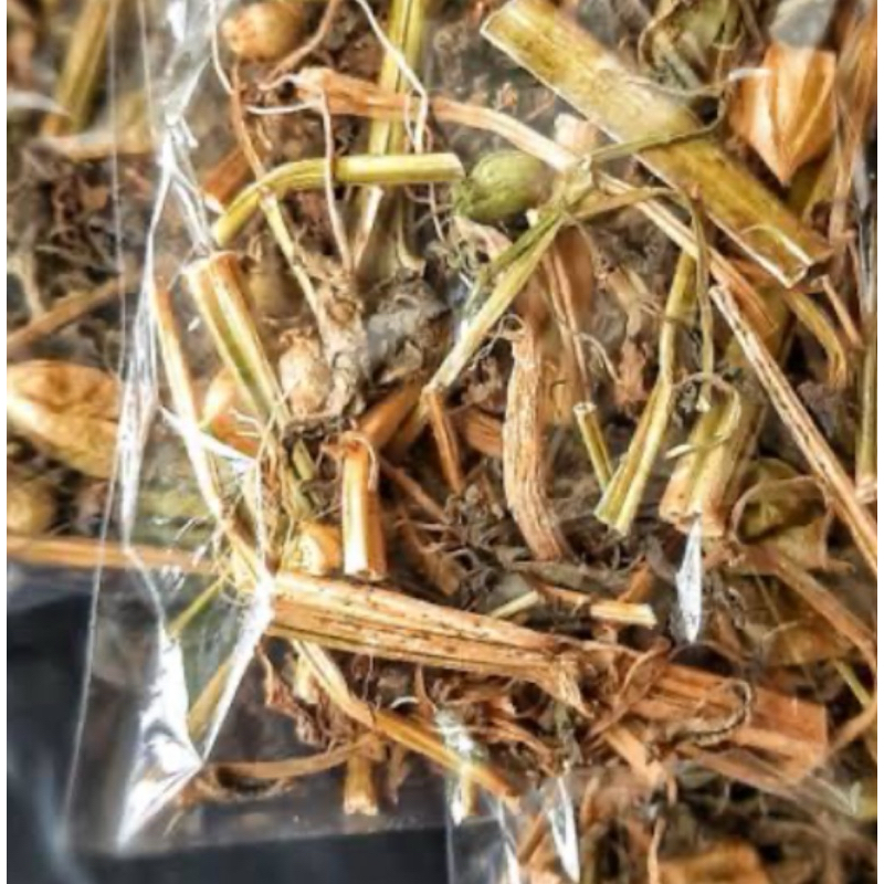 

Daun ciplukan kering / daun ciplukan alami-az