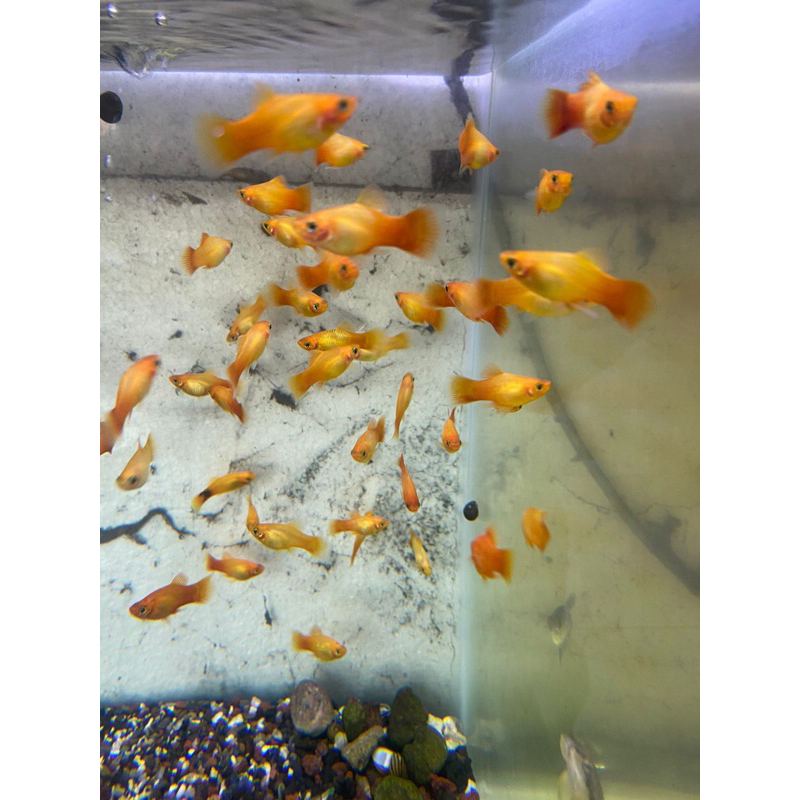 

ikan hias platy sunset