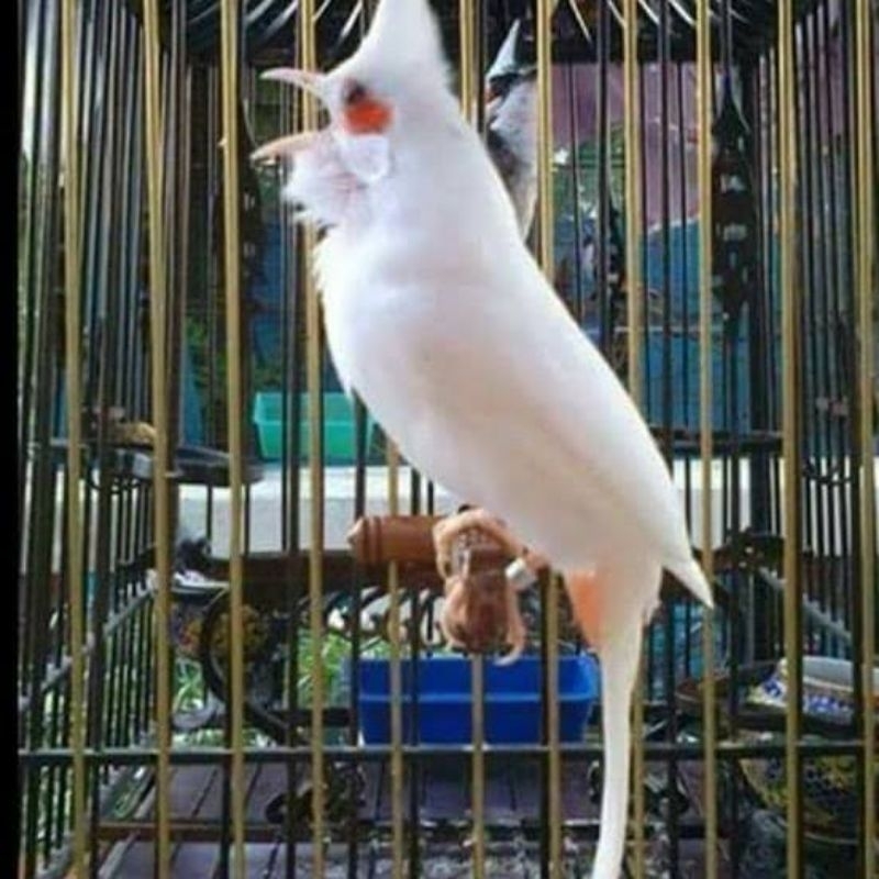 Merbah Jambul Putih / Kutilang Jambul Putih