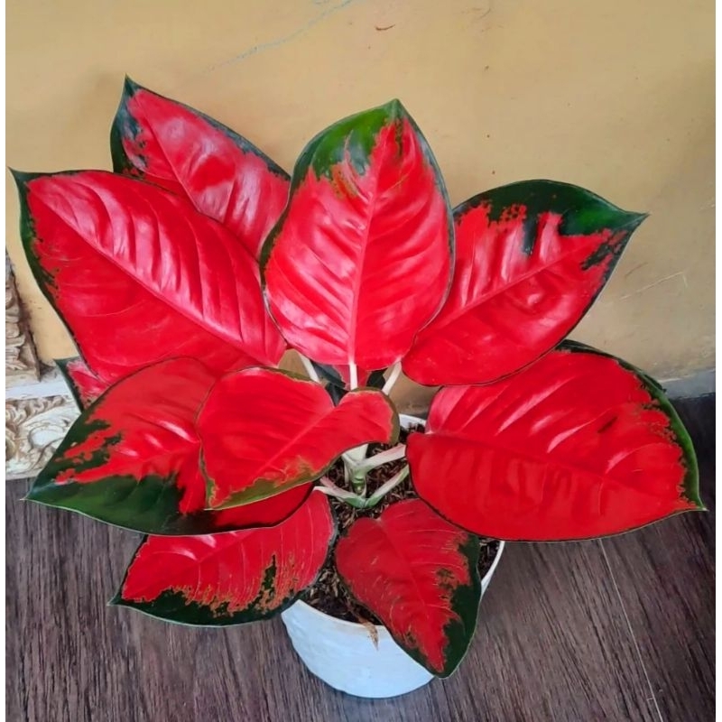 ( BISA COD ) Aglonema Suksom Jaipong Merah Mutasi Tanaman Hias Aglonema Aglaonema Suksom Jaipong Mer