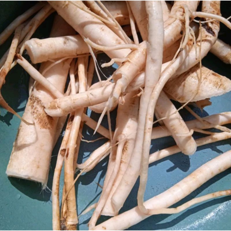 

Akar pepaya segar 1KG Sudah bersih - Herbal Organik
