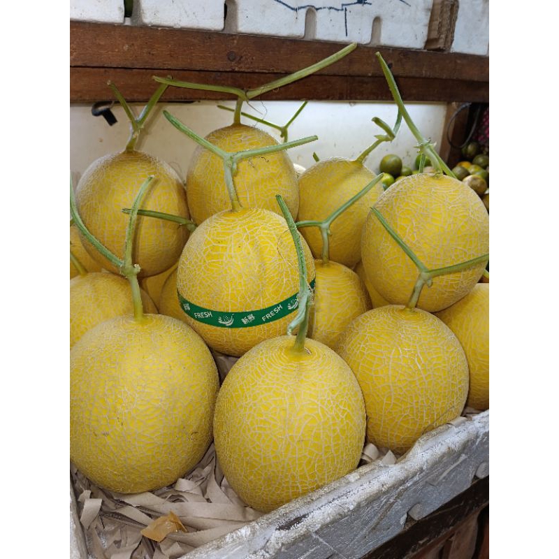 

BUAH MELON EMERALD / MELON INTHANON