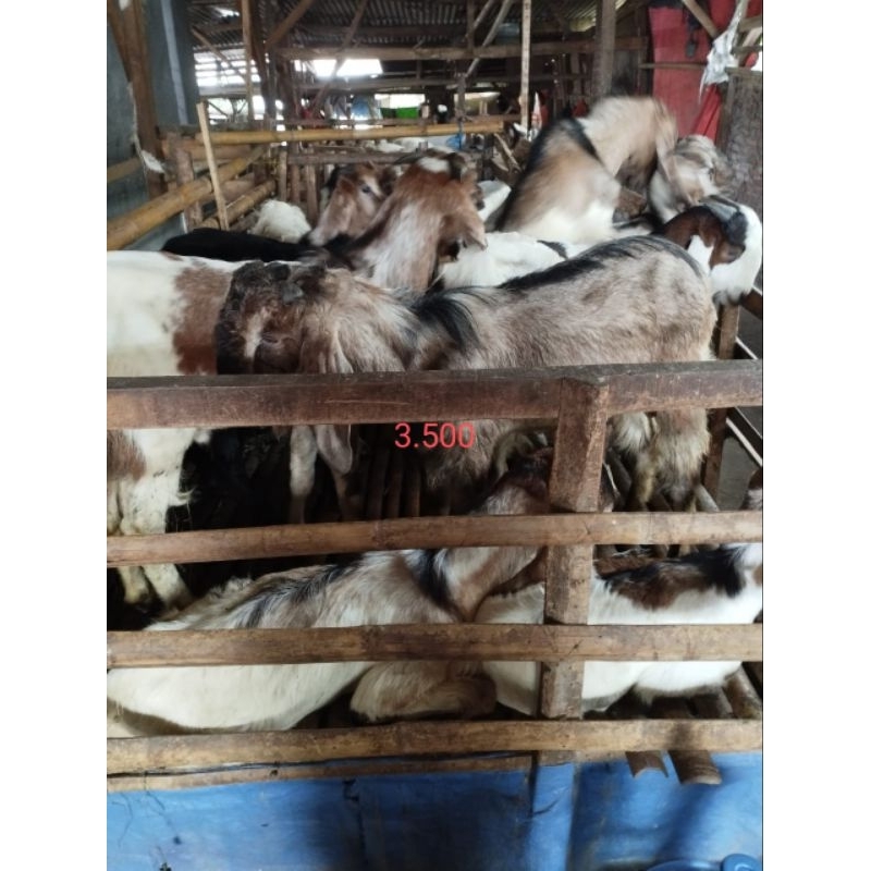 

Kambing