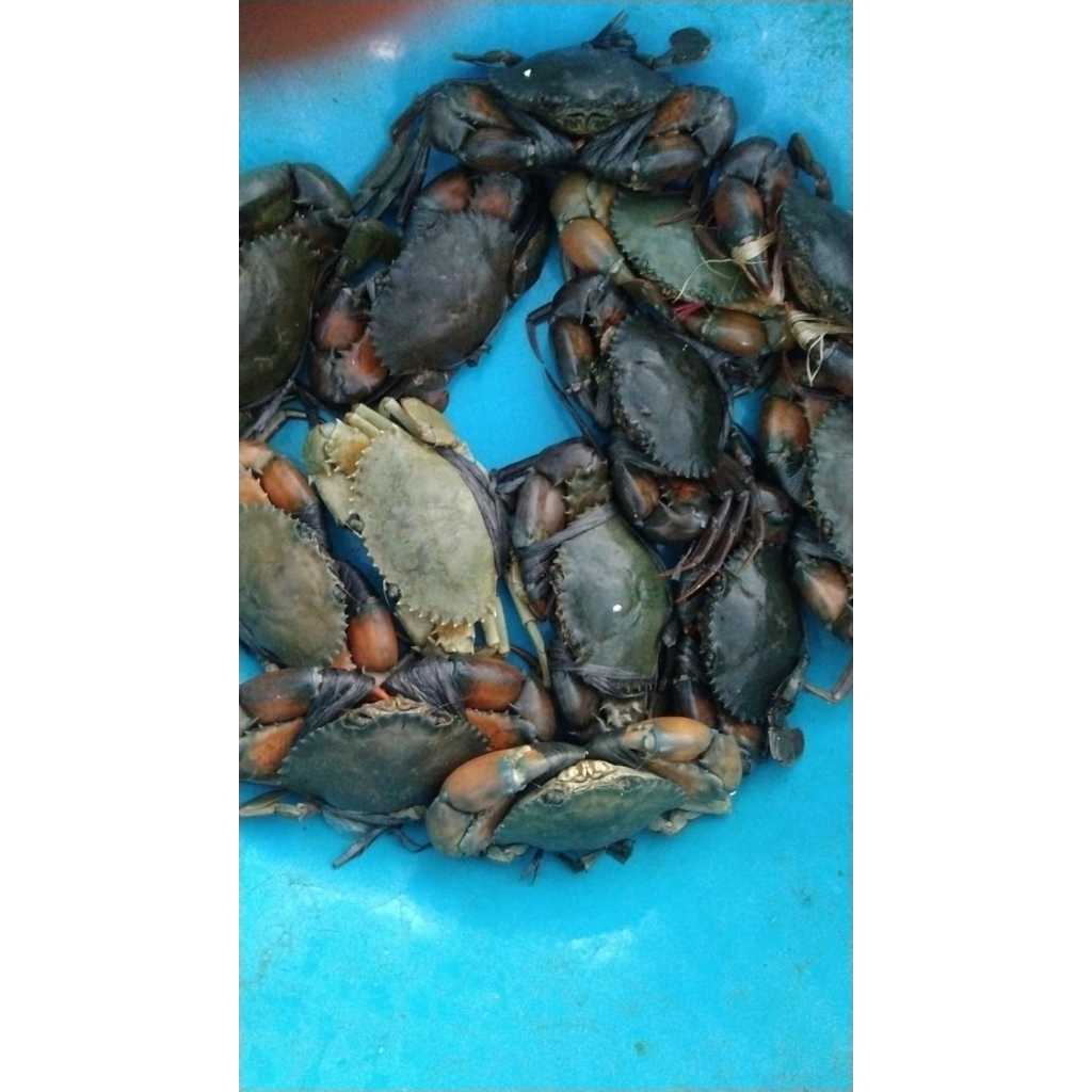 

Kepiting Hidup|Kepiting Superan | Kepiting Alam | Bahan Olahan Makanan | Untuk Rumah Makan | Masakan Rumah | 3KG 10 - 12 kepiting Hidup | SeaFood | Hasil Laut | Makanan Laut | Makanan Sehat | Kepiting Segar | Kepiting Hidup | Crab | Kepiting Superan