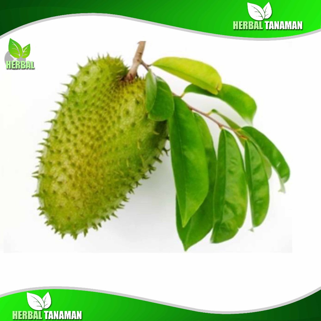 

Daun Sirsak Segar 100 Lembar Herbal Fresh