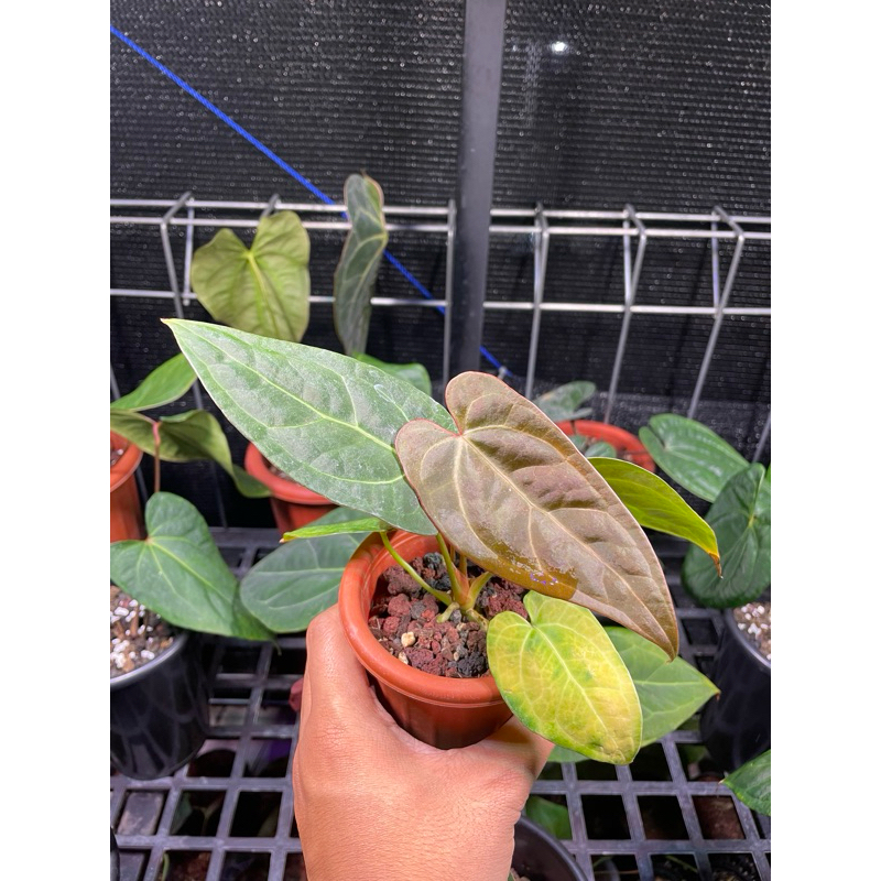anthurium noid