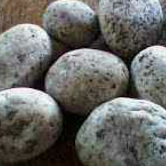 JOz batu coral telur puyuh hiasan taman 1 kg