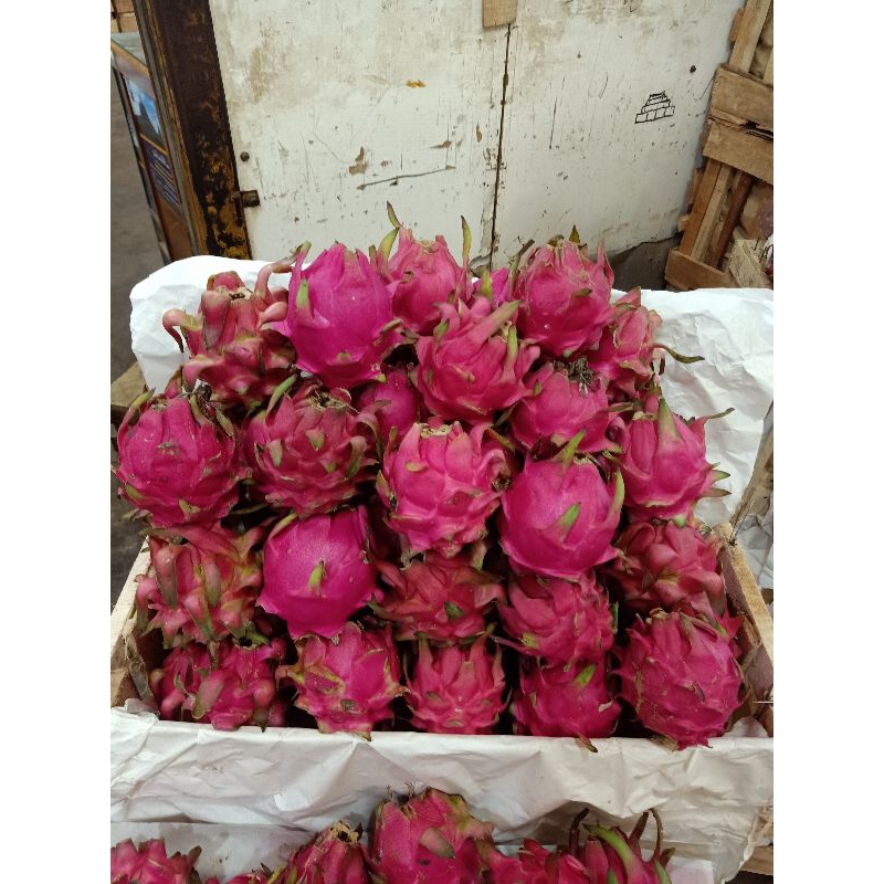 

buah naga merah