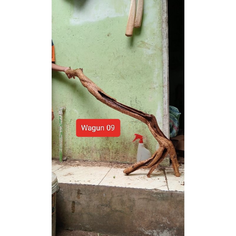 Bahan Bonsai Wahong Gunung Dongkelan Unik Realpict 49