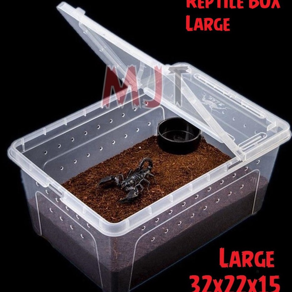Terbaru  Square Box Reptile L 32x22x15cm  Feeding Box  Kotak Reptil Tarantula Gecko BD Iguana Nomoy 