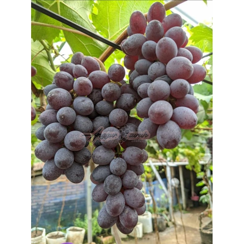 Bibit Anggur genjah "Jupiter "