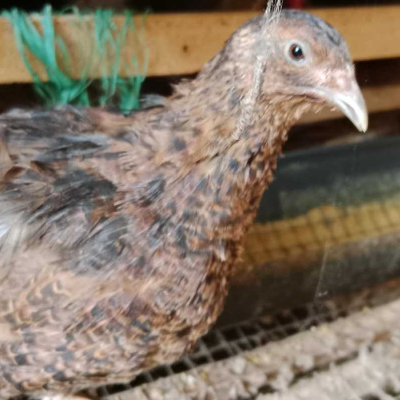 

TELOR PUYUH FERTIL PUYUH HITAM AMERIKA(PUYUH TUXEDO) fertil telur puyuh