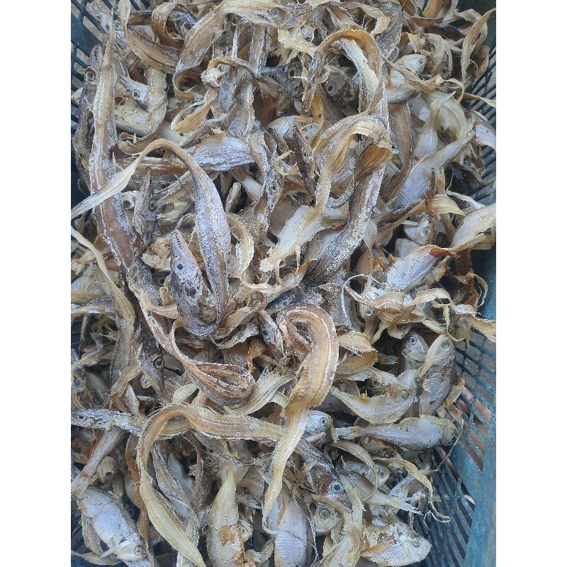 

Ikan bulat tawar kering