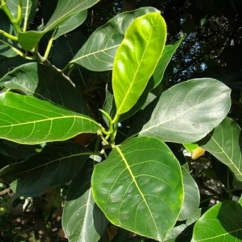 

daun nangka segar per100gram