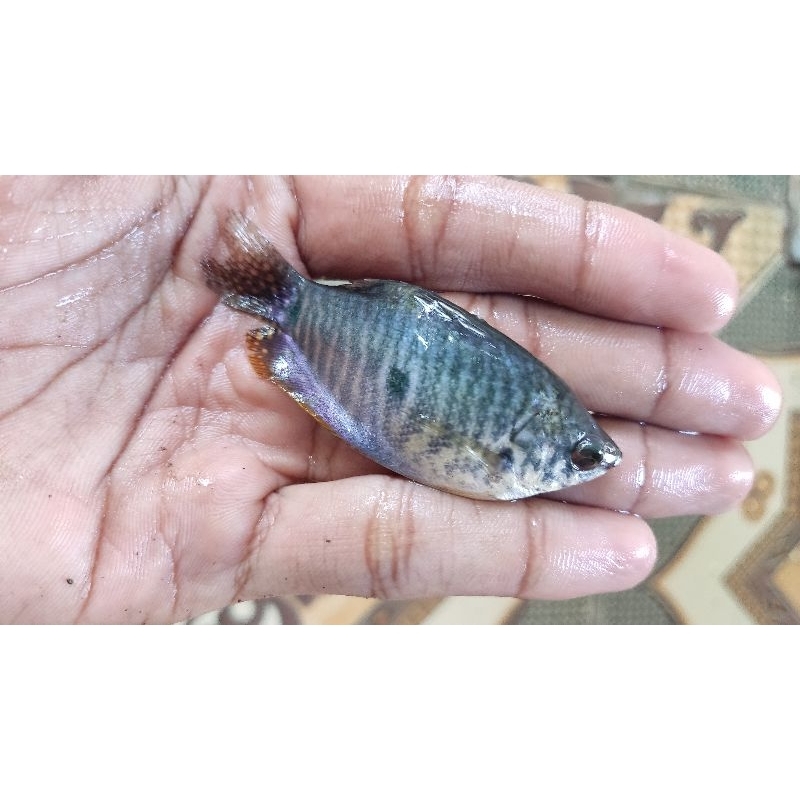 

ikan sepat