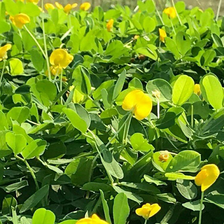 KODE PRODUK M9MJF8454 Tanaman hias Landep Pinto Penut Pintoy Arachis Tanaman Kacang  Kacangan