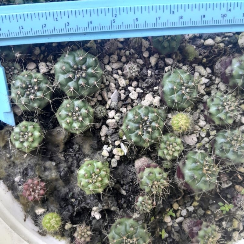 Bibit Kaktus gymno damsi purple ungu