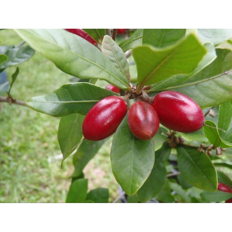 Bibit Miracle Fruit berbunga