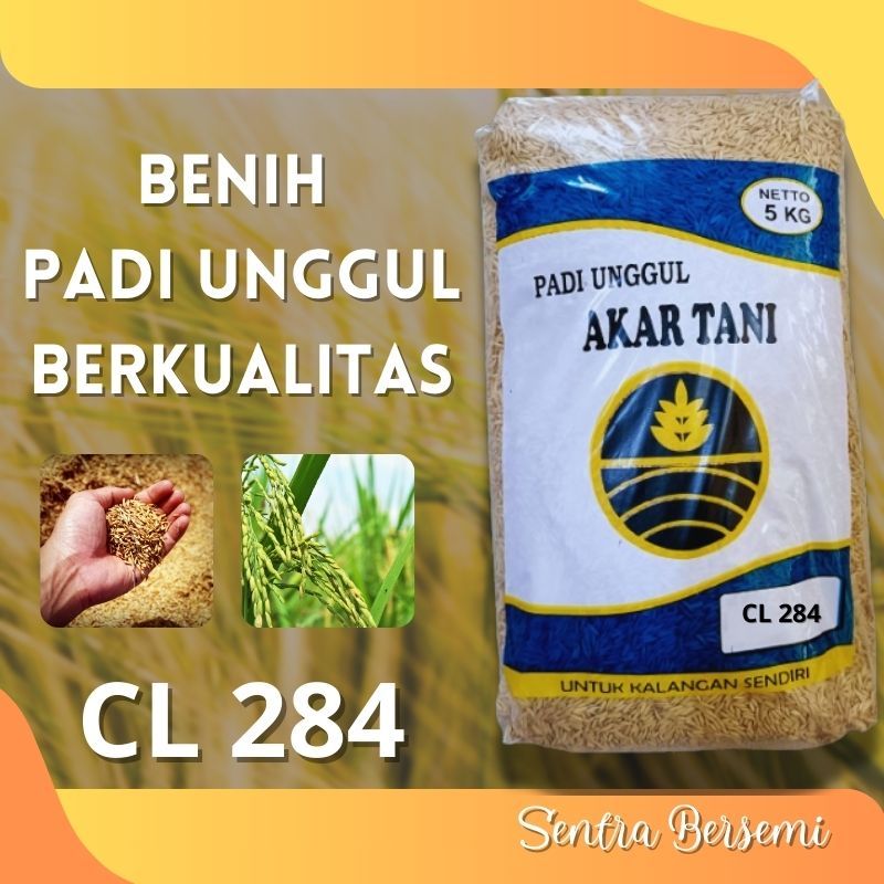 BIBIT BENIH PADI CL 284 CL284 BERAT 5KG