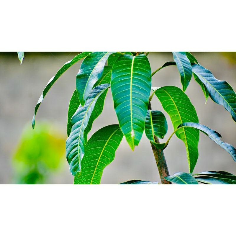 

TERLARIS - Daun Mangga Segar Alami