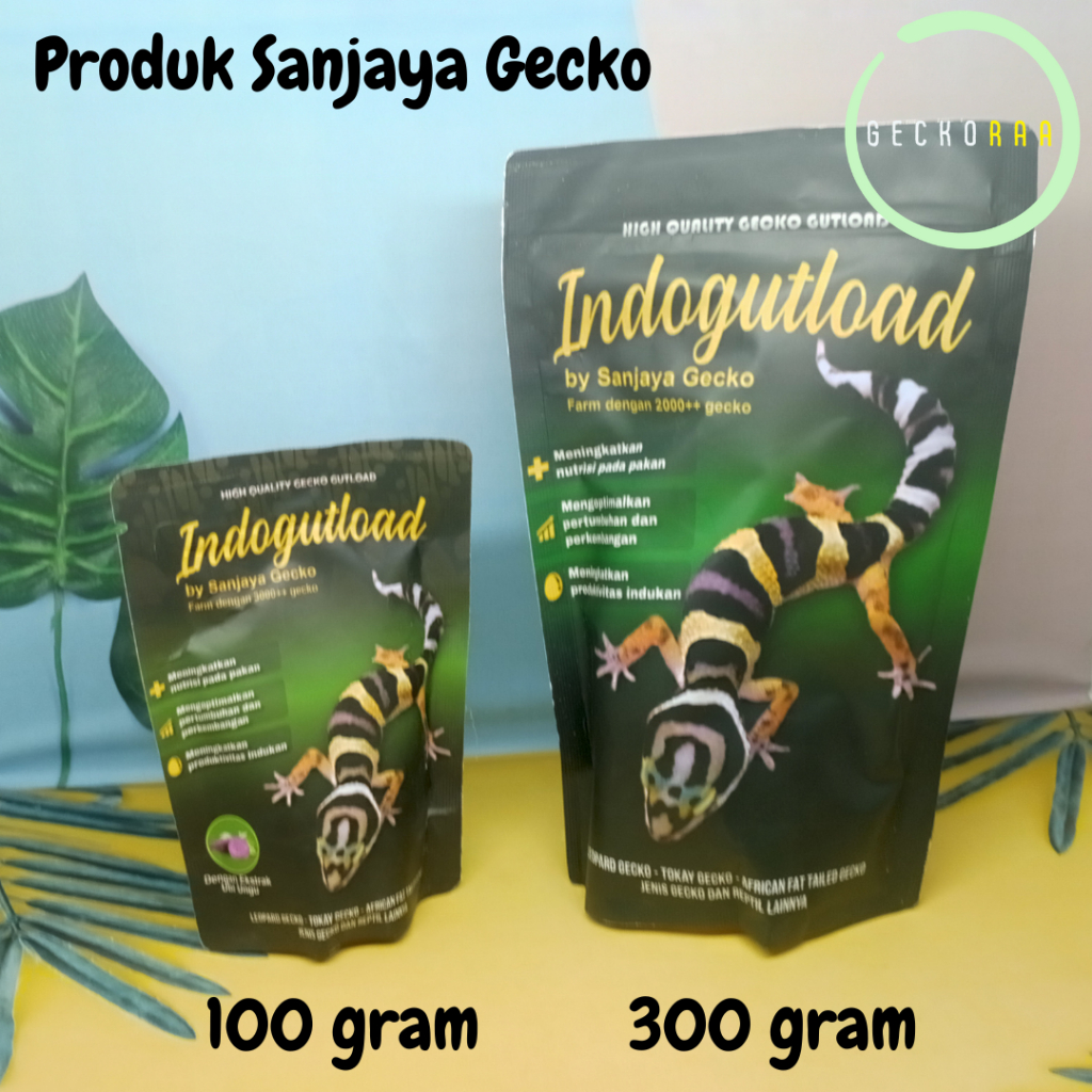 Indogutload Gutload Reptil Gecko AFT Tokay Pakan Jangkrik Dubia Ulat