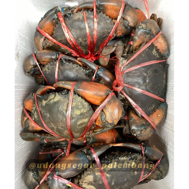 

KEPITING BAKAU 1 kg