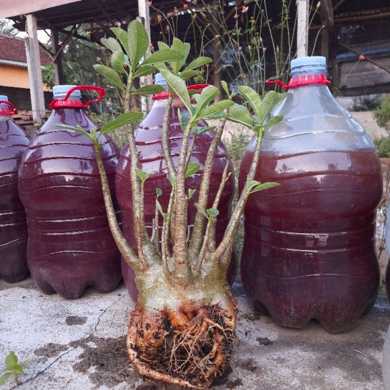 Adenium Arabikum | Adenium Arabicum Yaman| Size Dewasa