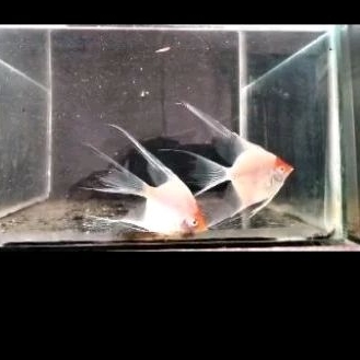 Paket Indukan Manfish Red Cap Albino Slayer - ETALASE