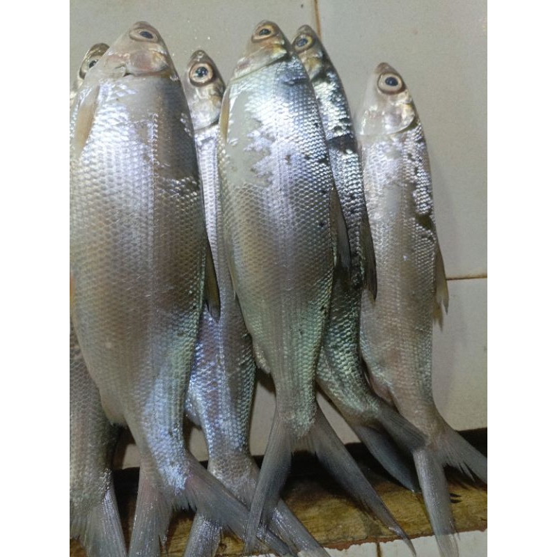 

ikan bandeng 1 ekor berat -+250 gram