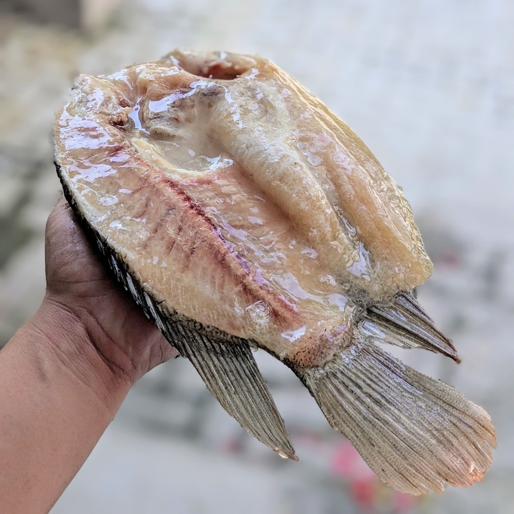 

Gurame Butterfly / Gurami Belah Dua Premium