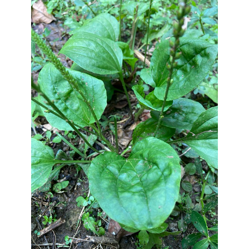 

Daun sendok segar daun kiurat segar 1 kg