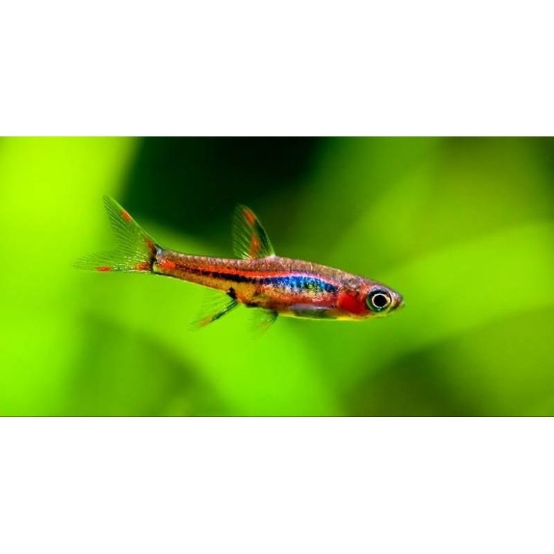 

√ jual rasboraa Brigitte (ini sz kecil diantara rasbora lain)