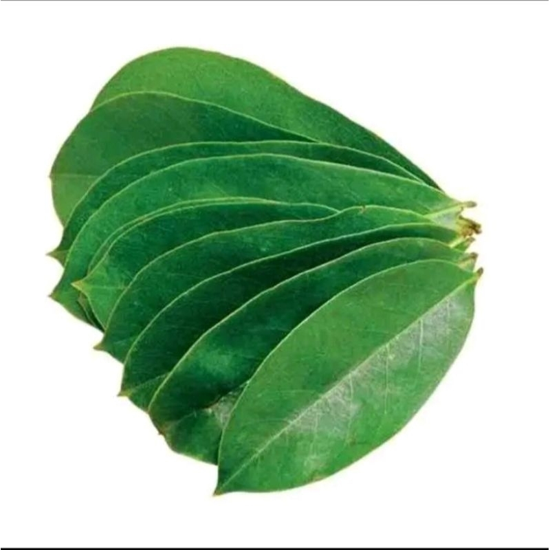 

DAUN SIRSAK SEGER 100 LEMBAR ( DAUN HERBAL )