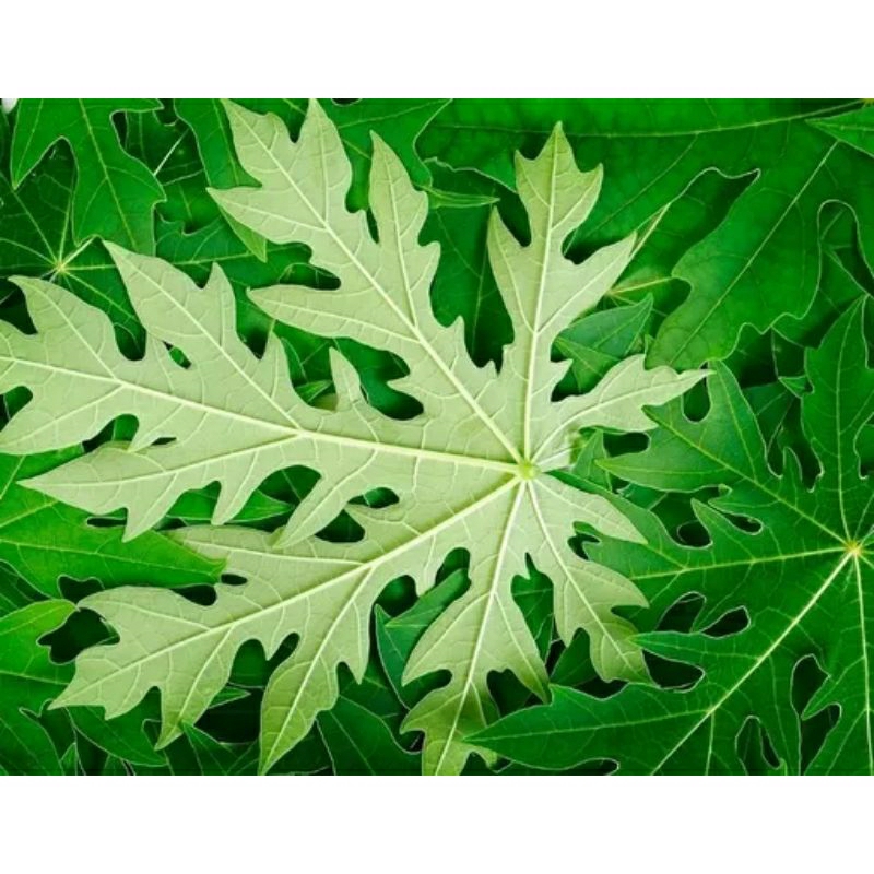 

daun pepaya fresh 1kg baru petik