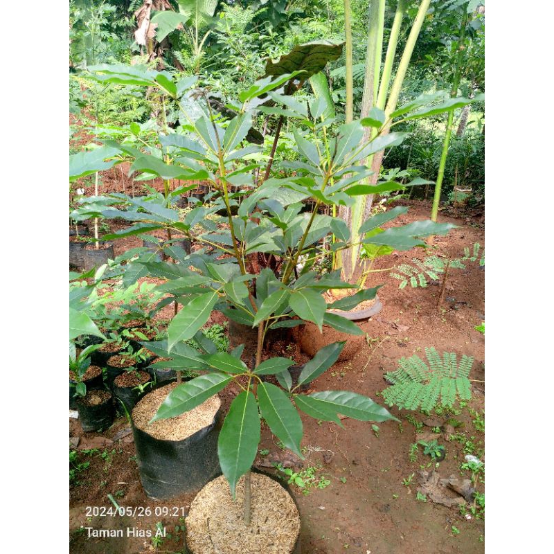 Tanaman Hias Tabebuya pink 1 meter