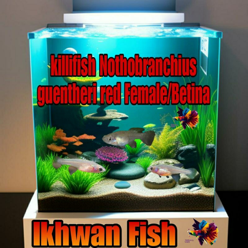killifish Guentheri/aksesoris kebutuhan aquarium